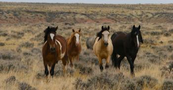 10 great places to see wild horses