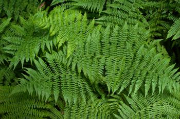 File:Sa-fern.jpg - Wikimedia Commons