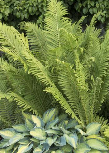 European Ostrich Fern - Monrovia - European Ostrich Fern