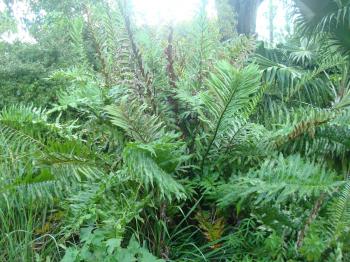 Wilcox Nursery – Leather Fern