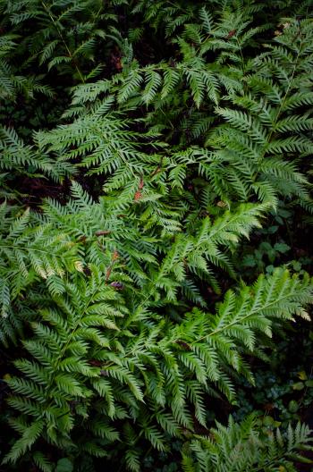 Fern background - Album on Imgur