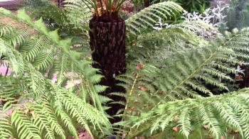 2011-10 - Back Garden Palms, Tree Ferns etc - YouTube