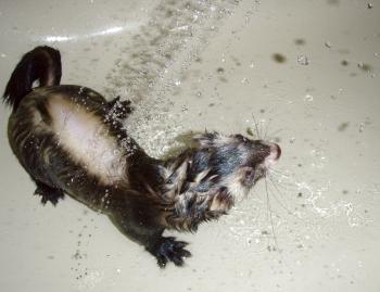 Ferret in the shower
