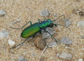 Festive Tiger Beetle (Cicindela scutellaris) · iNaturalist.org