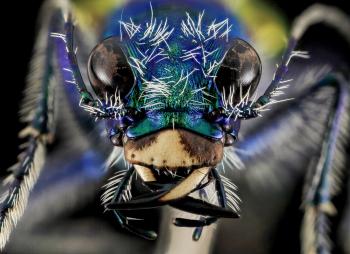 Festive Tiger Beetle