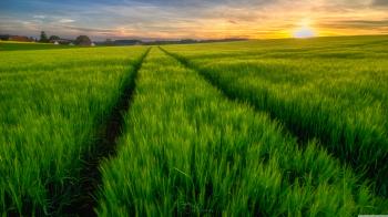 Green Field, Spring ❤ 4K HD Desktop Wallpaper for 4K Ultra HD TV ...