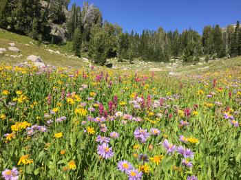 field of flowers | KTVH.com