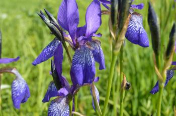 Field of iris flowers
