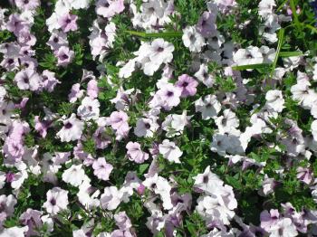 Field of Purple Flowers