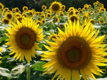 Field of sunflowers in Hikawa, Japan