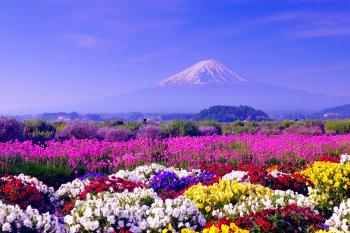 Fields: Mountain Fuji Japan Flowers Field Spring Tulip Fields Hd for ...