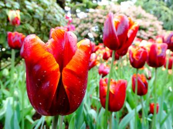 Fiery red tulips