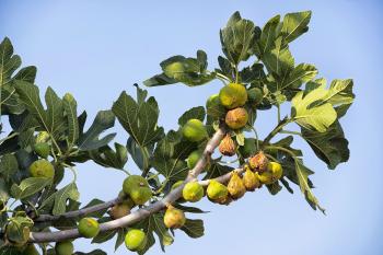 fig tree branch with fruits - fig tree branch with fruits ;some of ...