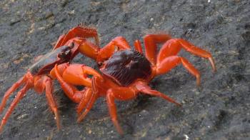 two red crabs fighting on Similan island Stock Video Footage ...