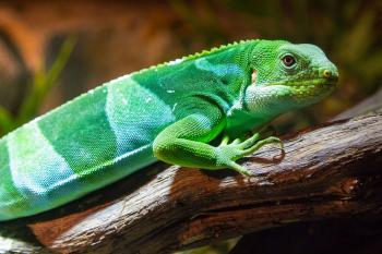Fijian Banded Iguana Habitat, Diet & Reproduction - NSW