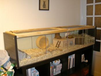 Finished hamster habitat project