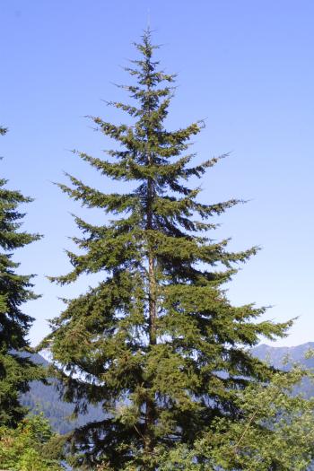 Douglas-Fir (pseudotsuga menziesii)