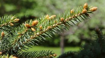 Close up of a spruce tree branch with tiny pine cones growing on it ...