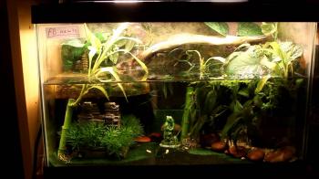 Fire Belly Newt Time Lapse! - YouTube