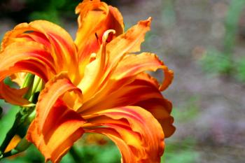 Flower Central| Flower Images and Information: Orange Lily/Fire Lily