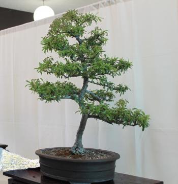 Pyracantha Bonsai | kuromatsubonsai.com