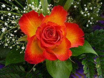 Flower: Fiery Rose Bloom Flowers Blooms Roses Nature Flower Full Hd ...