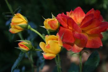 Firey roses