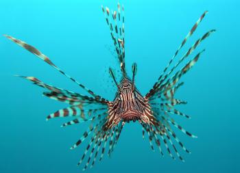 Fish - Wikipedia