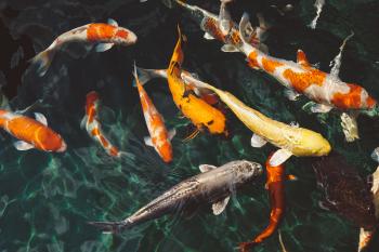 How many Fish Can I Have in my Pond? - Koi or Goldfish, Chart to ...