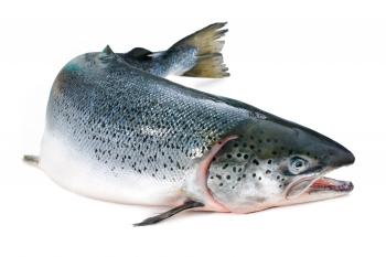 Fresh Fish - Fjord Fish Market