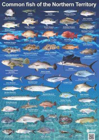 Common NT fish - NT.GOV.AU
