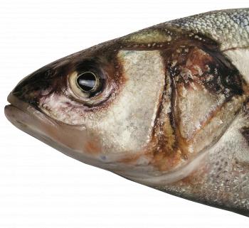 Fish Head FREE PNG by AbsurdWordPreferred on DeviantArt