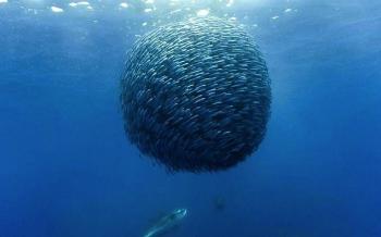 How Do Fish Swim In Schools? Scientists Say It's In Their Genes ...