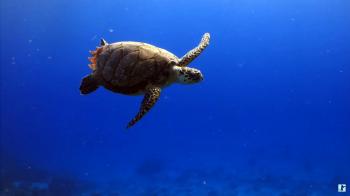 ▻ Underwater Marine Life: Sea Turtles, Coral Reef Fish, Ocean Fish ...