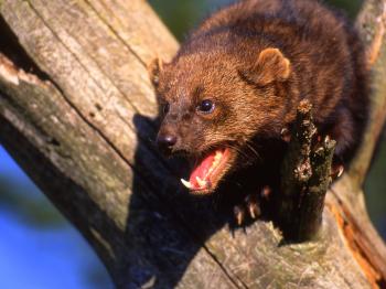 Fisher Facts, History, Useful Information and Amazing Pictures