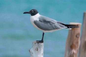 FIVE ELEGANT GULLS AND A SMART BUOY: BIRDS OF ABACO | ROLLING ...