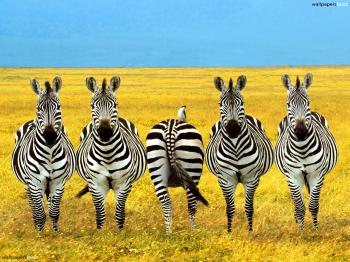 Five zebras HD Wallpaper