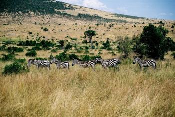 Five Zebras