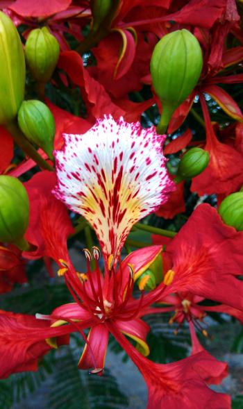 Flamboyant Tree | CJ's InSight