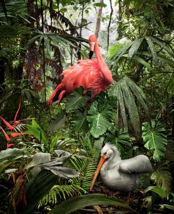 A Lost Flamingo and a Lost Pelican by Pat Swain. Buy pictures &amp ...