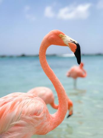 Dream of Flamingo