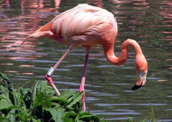 Flamingo Fishing