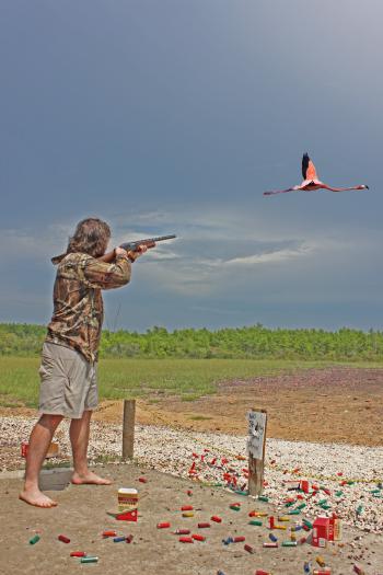 Flamingo Hunting | Aje's Blog