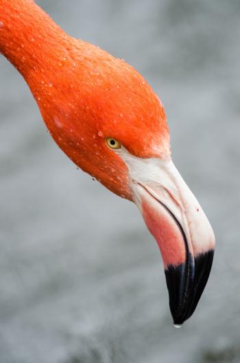 Flamingo Hunting