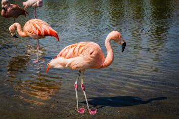 Flamingos Hunting