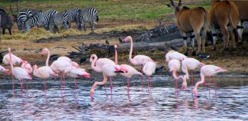 Flamingos, zebras and a wildebeast