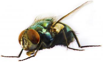 Orange County Mosquito and Vector Control District