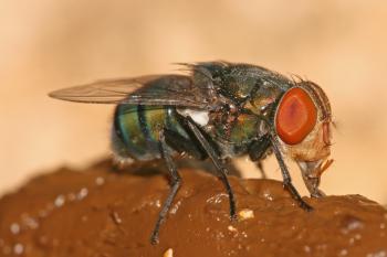 Parasitic flies of domestic animals - Wikipedia