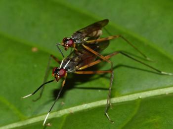 File:Stilt-legged Flies Flies (Micropezidae) mating (15496457209 ...