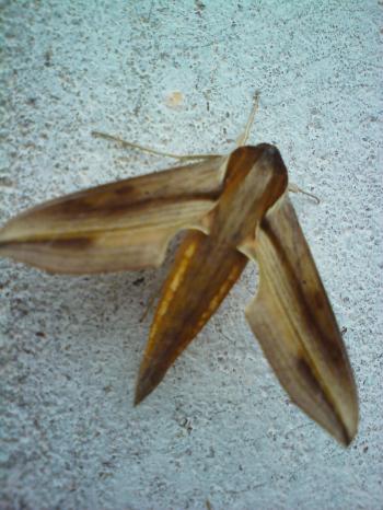 Flies Borneo